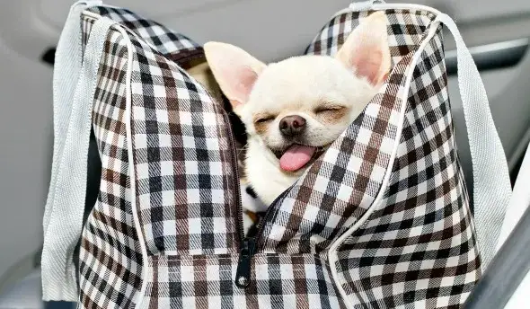 Jak dobrać transporter dla psa? Praktyczny przewodnik krok po kroku