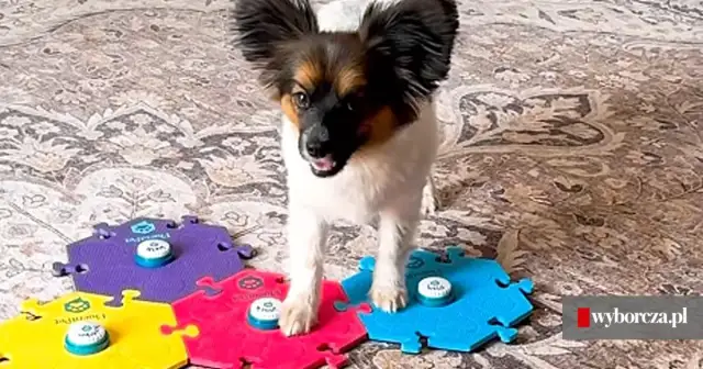 Komunikacja z psem: Stella i przyciski AAC. Czy Twój pies też może?