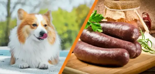 Czy pies może jeść kaszankę? Sprawdź, co może mu zaszkodzić