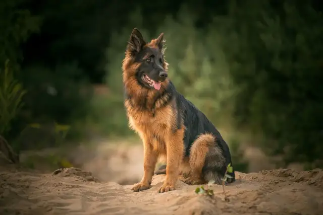 Ile kosztuje owczarek niemiecki? Ceny i ukryte wydatki, które musisz znać