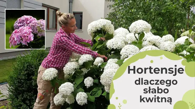 Dlaczego hortensja Anabelle nie kwitnie? Oto najczęstsze przyczyny