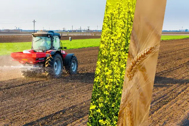 Czerwony traktor rozsypuje nawóz na polu, obok kwitnący rzepak i kłosy zboża.