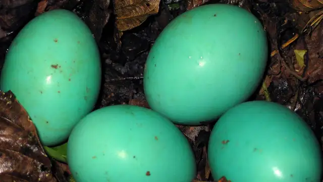 Cztery turkusowe jajka w gnieździe wśród liści.