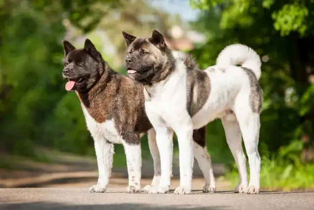 Akita Inu na sprzedaż w Île-de-France - brakuje szczeniąt w regionie