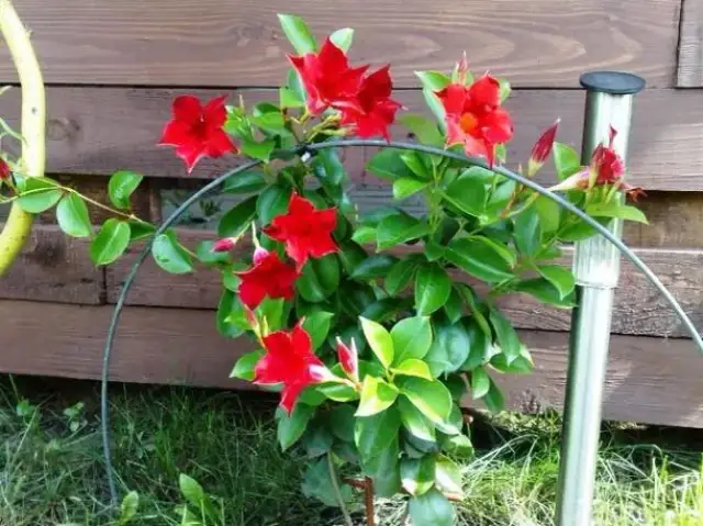 Jak pielęgnować kwiat sundaville, aby uniknąć problemów z jego wzrostem