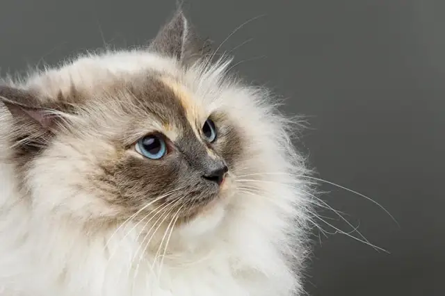 Dlaczego kotu wypada sierść? Przyczyny i możliwe rozwiązania