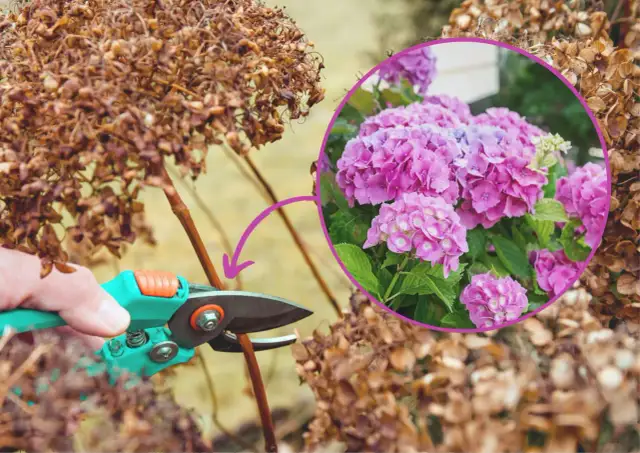 Jak przycinać hortensje? Poradnik krok po kroku dla każdego gatunku