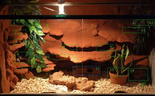 Jak zrobić terrarium dla gekona lamparciego, aby uniknąć błędów i zapewnić zdrowie