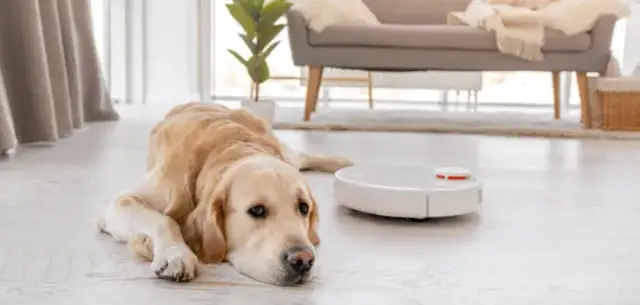 Jaki odkurzacz do sierści psa? Ranking 2025 i polecane modele