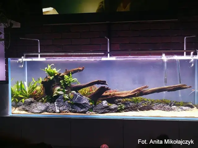 Korzenie do akwarium: Gdzie szukać i jak bezpiecznie przygotować?