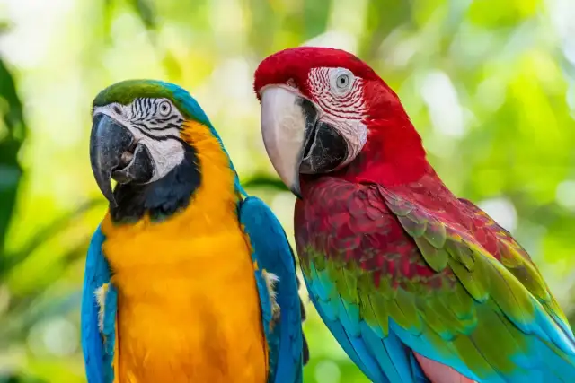 Mówiąca papuga: Ile kosztuje i czy to dla Ciebie?