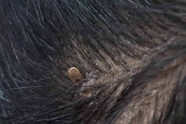 Jak wygląda wbity kleszcz u psa - 5 oznak, które musisz znać