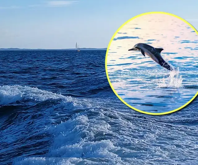 Czy delfiny są w Bałtyku? Rzadkie obserwacje i ich przyczyny