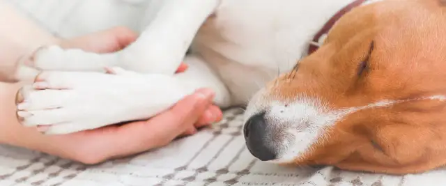 Jak uśpić psa? Procedura, koszty i wsparcie po stracie