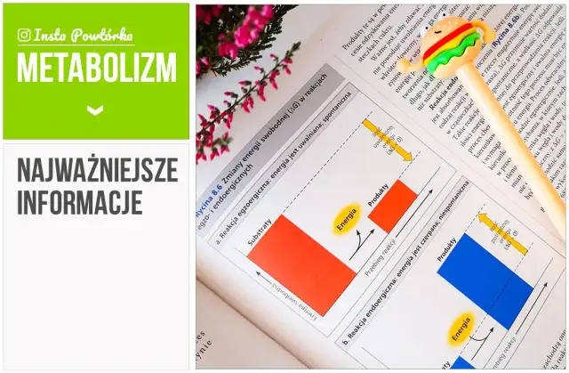 Co to jest metabolizm w biologii? Zrozum jego kluczowe znaczenie