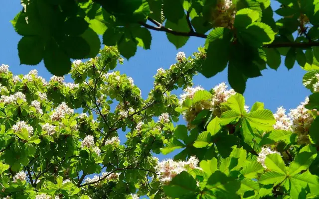 Jak kwitnie kasztan jadalny? Odkryj tajemnice jego kwiatów