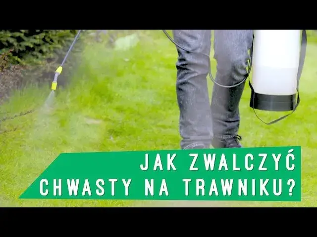 Płożące chwasty na trawniku: jak zwalczyć i zapobiec nawrotom?