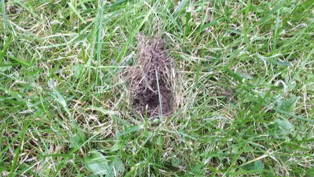 Dziury w trawniku: Kto niszczy Twój trawnik? Rozpoznaj i napraw!