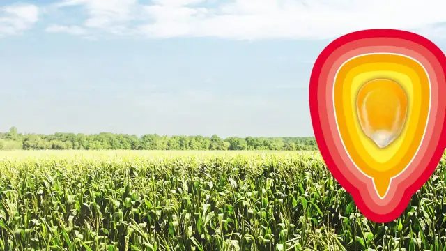 Kukurydza gdzie jest uprawiana? Odkryj kluczowe obszary i warunki