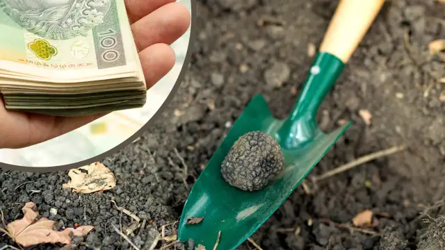 Kiedy jest sezon na trufle? Odkryj najlepszy czas na zbiór trufli