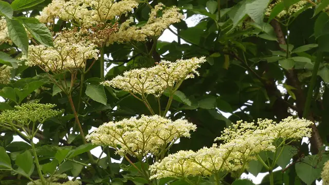 Jak kwitnie czarny bez? Odkryj jego piękno i zapach w ogrodzie