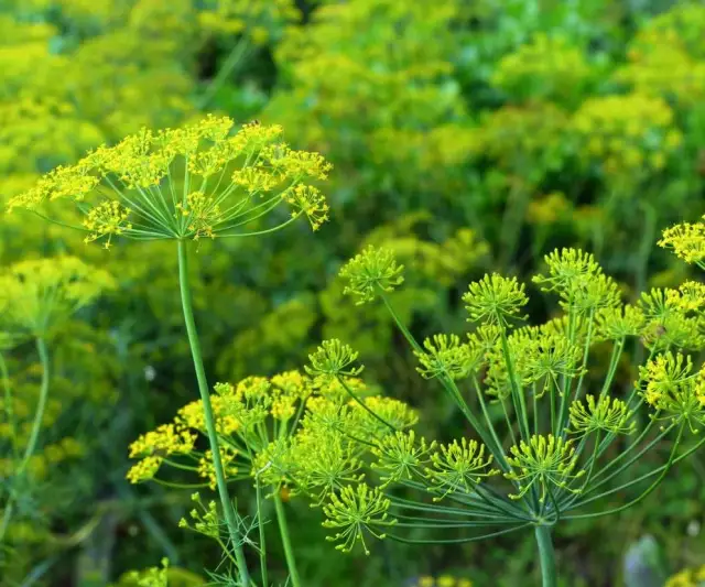 Kiedy siać koper w doniczce, aby cieszyć się świeżymi ziołami przez cały rok