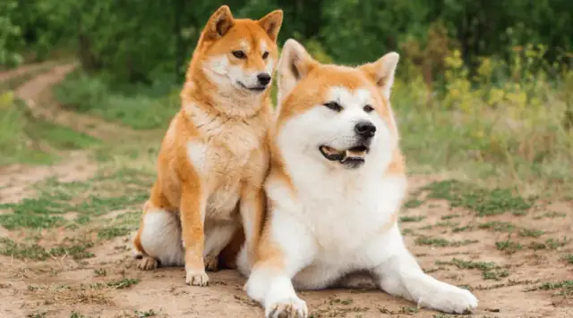 Akita czy Shiba? Porównanie ras, które pomoże Ci wybrać psa