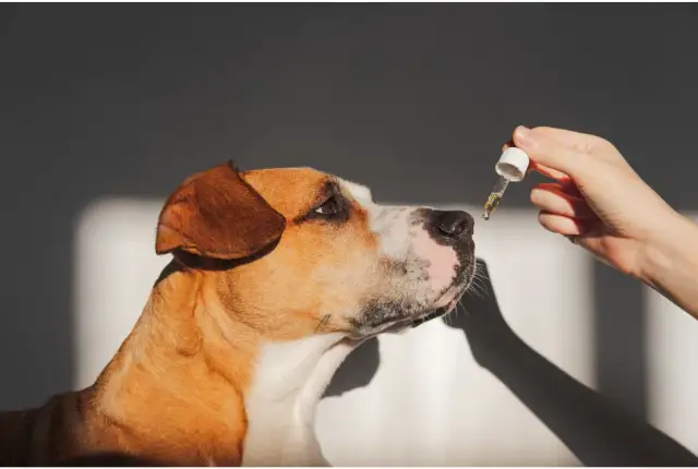 Olej parafinowy dla psa: Kiedy zadziała i jak go bezpiecznie użyć?