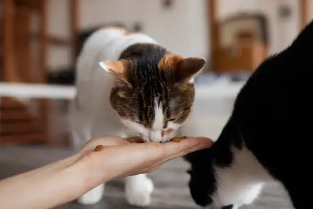 Ziemniaki dla kota: Toksyczne czy zbędne? Poznaj całą prawdę!