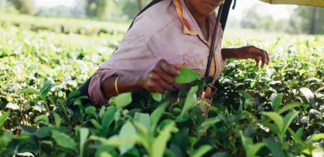 Herbata jak indyjski port – historia, smak i sekrety herbat z Indii