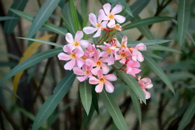 Zimowanie oleandra w ogrodzie w Polsce: Czy to możliwe i jak?