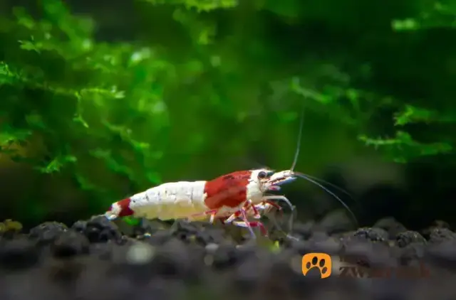 Jak się rozmnażają krewetki akwariowe - kluczowe warunki i porady