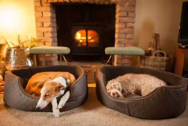 Jak założyć hotel dla psów: kluczowe kroki i najczęstsze błędy