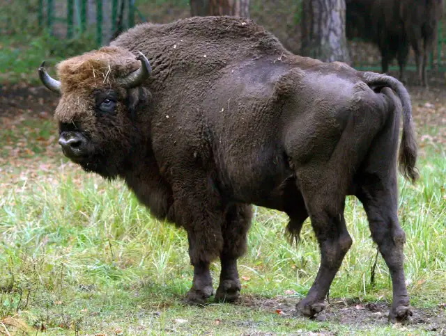 Jakie zwierzę jest symbolem Kampinoskiego Parku Narodowego? Oto odpowiedź