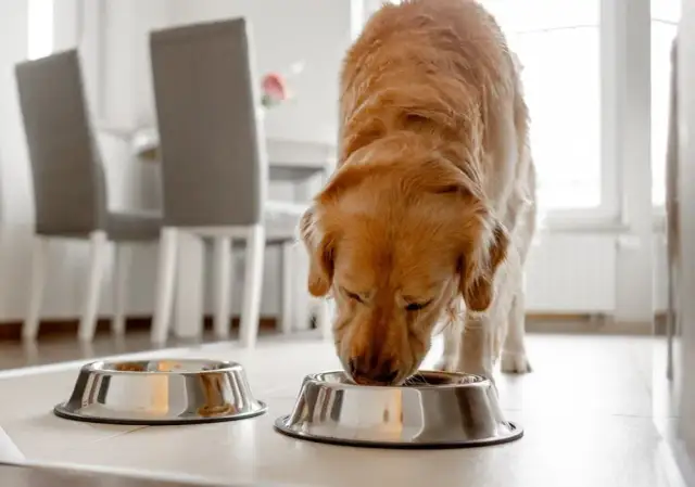 Błonnik dla psa: Klucz do zdrowych jelit i prawidłowej wagi pupila
