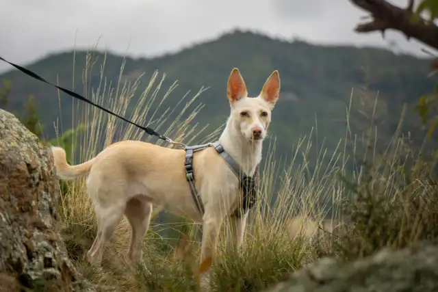 Ile spaceru potrzebuje Twój pies - Optymalna długość i jakość