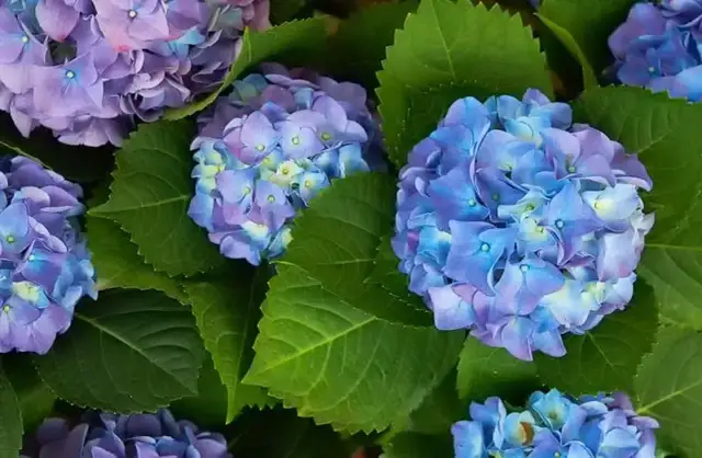 Jak dbać o hortensje ogrodowe, aby zawsze pięknie kwitły?