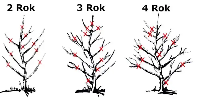 Jak przycinać grusze? Klucz do zdrowych drzew i obfitych plonów