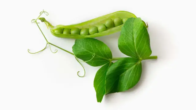 Czy koty mogą jeść groszek? Bezpieczeństwo, korzyści i zagrożenia dla zdrowia kota