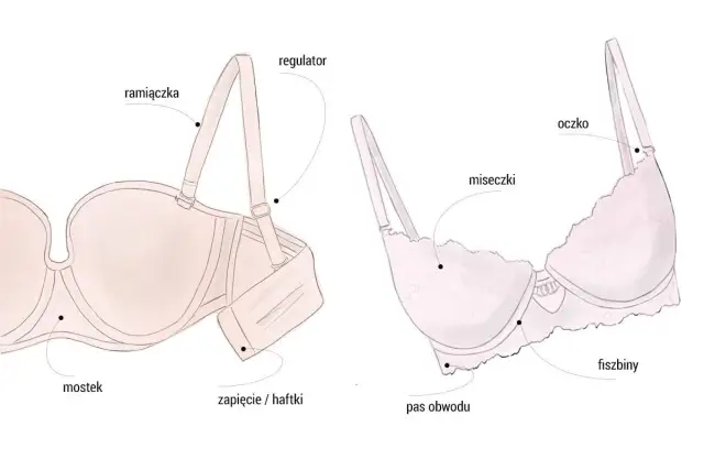 Ilustracja biustonoszy z oznaczeniami: miseczki, ramiączka, fiszbiny, zapięcie. Jaki to rozmiar miseczki DD?