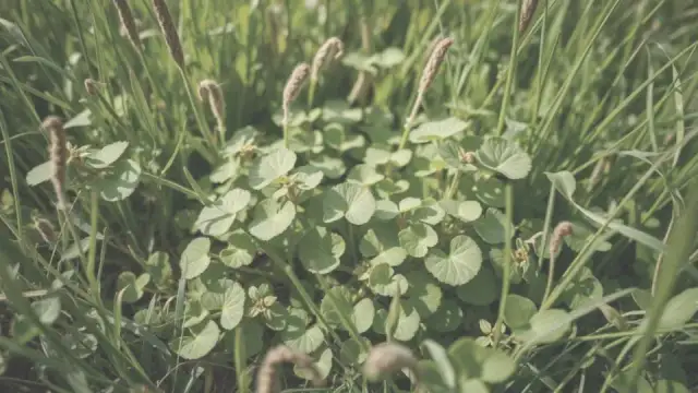Chwast podobny do podagrycznika: jak go rozpoznać i unikać pomyłek