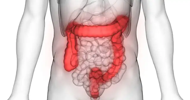 Jelito grube: jak wygląda w zdrowiu i chorobie? Pełny przewodnik