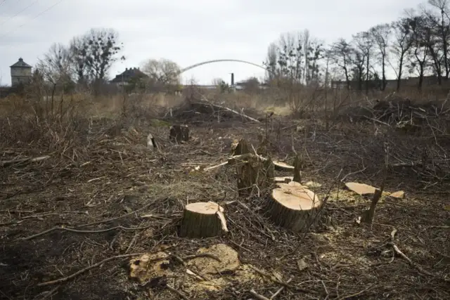 Obszar na którym wycięto drzewa w lesie - skutki i kontrowersje