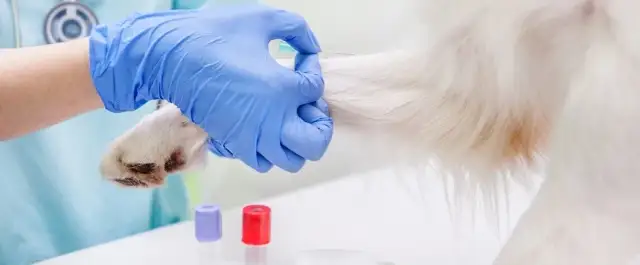 Jak przygotować psa do badania krwi, aby uniknąć stresu i błędów
