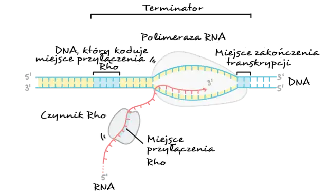 Schemat pokazuje, gdzie zachodzi transkrypcja i translacja: polimeraza RNA tworzy nić RNA na matrycy DNA, a czynnik Rho pomaga w terminacji.