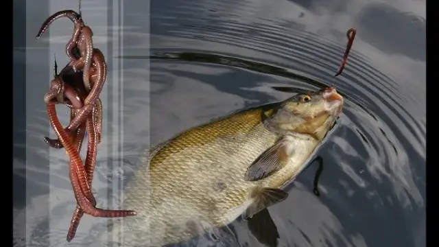 Jak zakładać białego robaka na haczyk – unikaj najczęstszych błędów