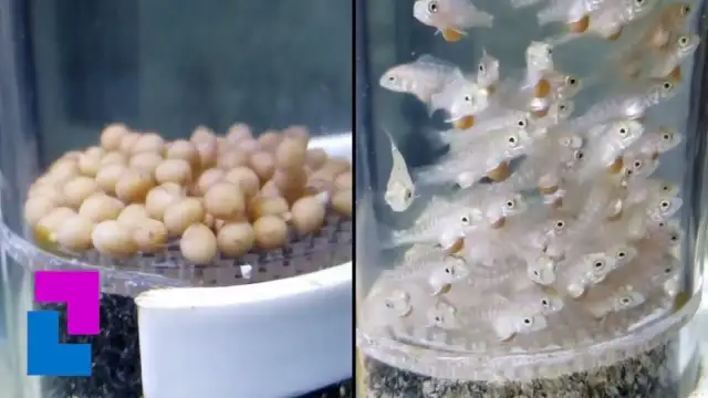 Jak ryby się rozmnażają? Od tarła po żywe porody pełen przewodnik