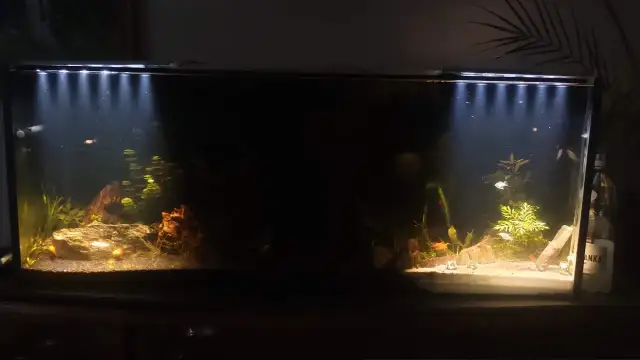 Jakie oświetlenie do akwarium 112l - uniknij błędów i zapewnij roślinom idealne warunki