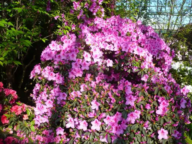 Co można uprawiać na ziemiach torfowych? Odkryj najlepsze rośliny