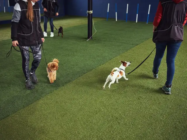 Jak wychować szczeniaka? Kompletny poradnik dla każdego opiekuna